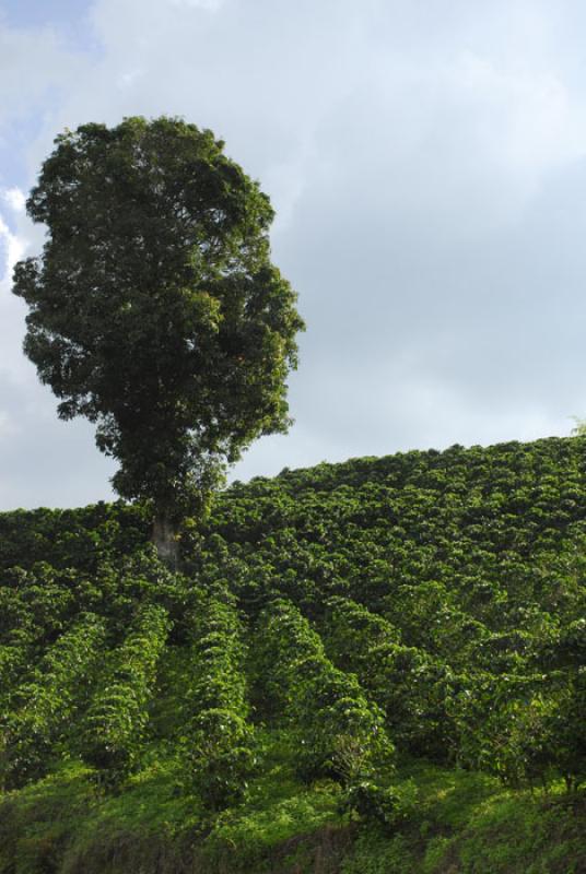 Cultivos de Cafe, Eje Cafetero, Quindio, Armenia, ...