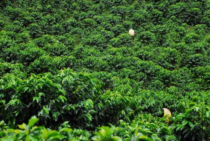 Cultivos de Cafe, Eje Cafetero, Quindio, Armenia, ...