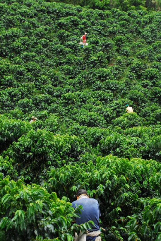 Cultivos de Cafe, Eje Cafetero, Quindio, Armenia, ...