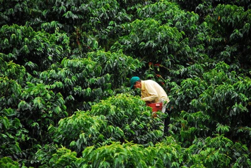 Recolector de Cafe, Eje Cafetero, Quindio, Armenia...