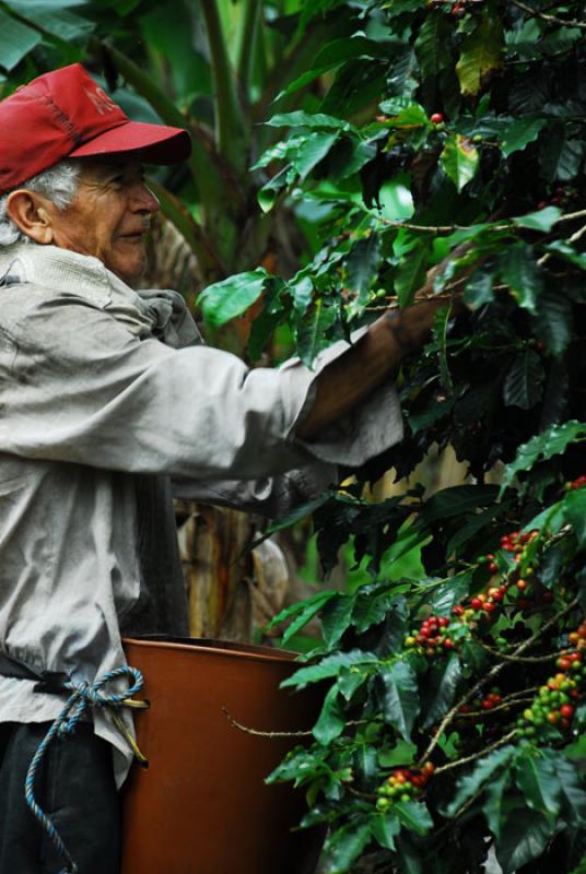 Recolector de Cafe, Eje Cafetero, Quindio, Armenia...