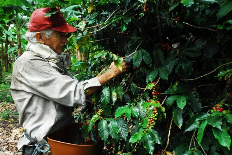 Recolector de Cafe, Eje Cafetero, Quindio, Armenia...