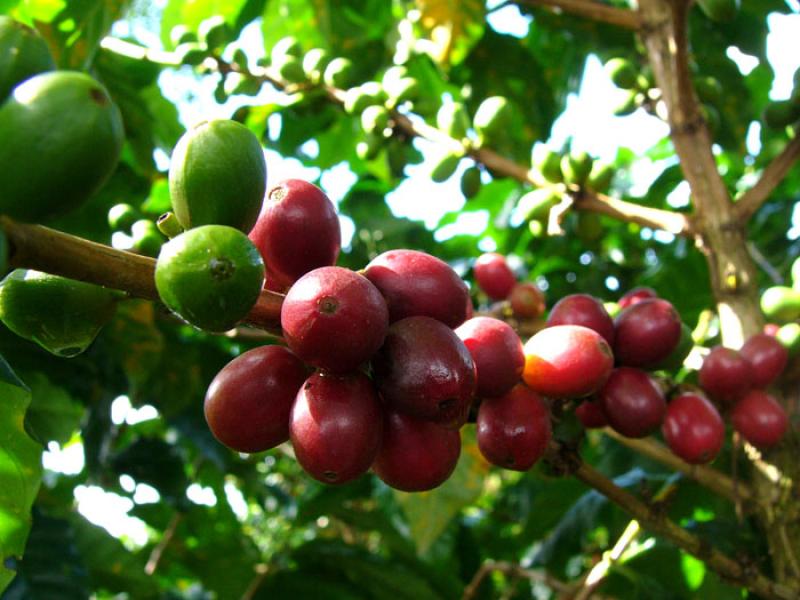 Granos de Cafe, Eje Cafetero, Quindio, Armenia, Co...