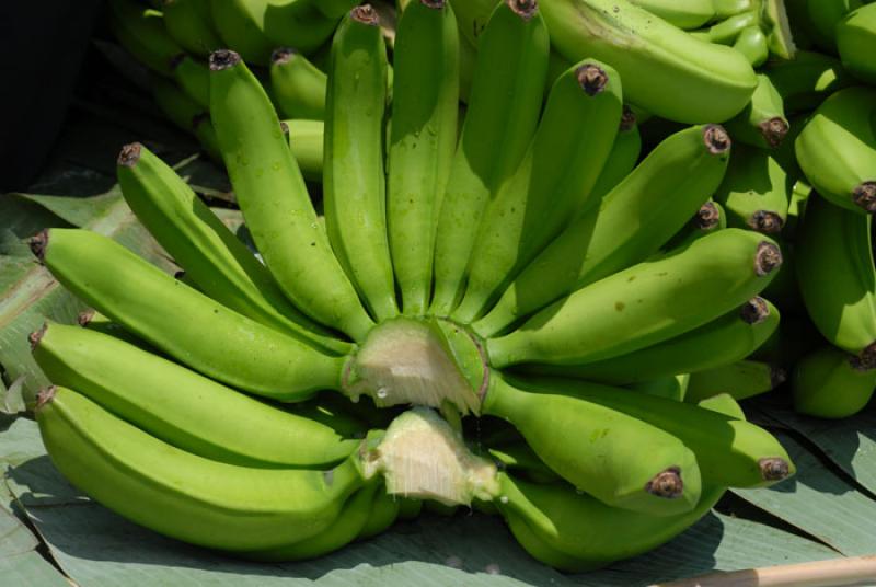 Platanos, Uraba, Antioquia, Colombia