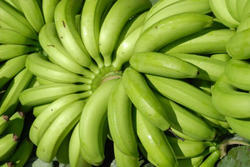 Platanos, Uraba, Antioquia, Colombia