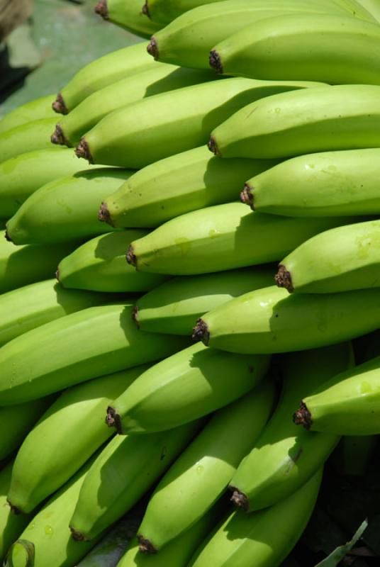 Platanos, Uraba, Antioquia, Colombia