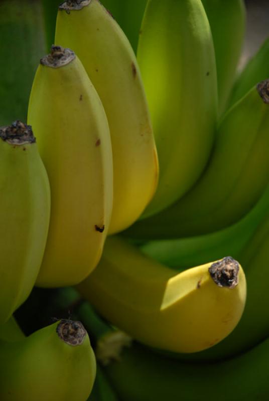 Platanos, Uraba, Antioquia, Colombia