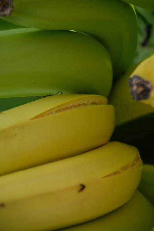 Platanos, Uraba, Antioquia, Colombia