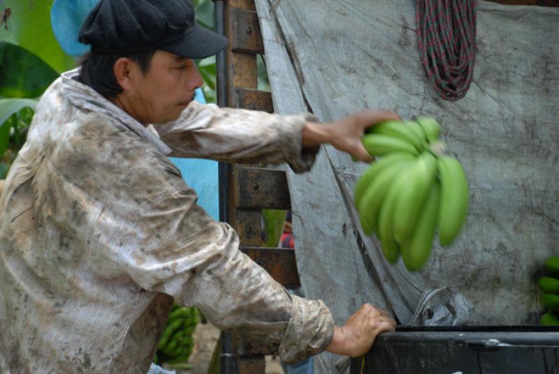 Recolector de Platanos, Uraba, Antioquia, Colombia