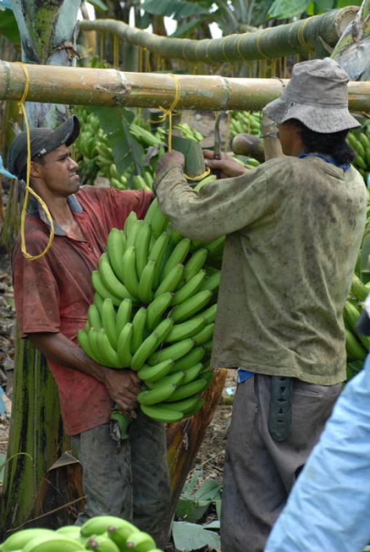 Recolector de Platanos, Uraba, Antioquia, Colombia