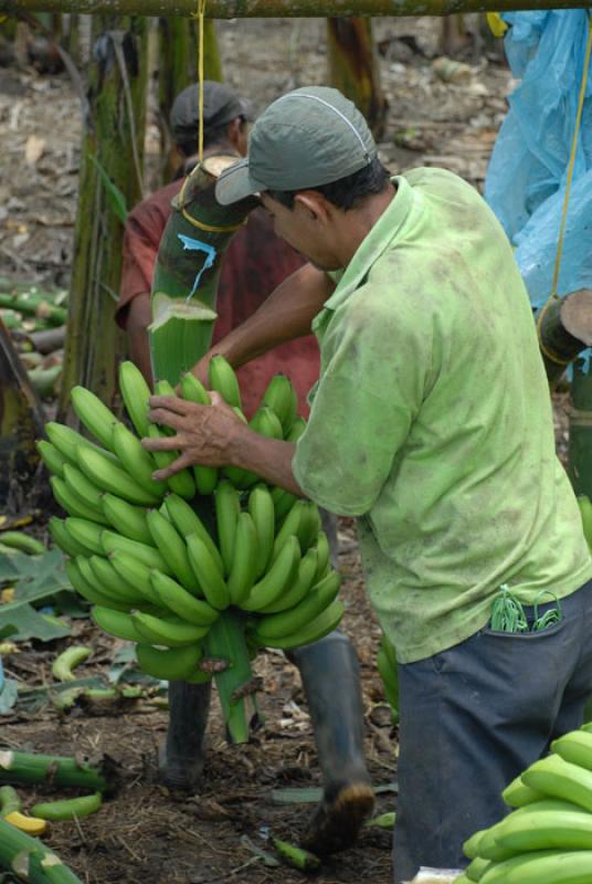 Recolector de Platanos, Uraba, Antioquia, Colombia