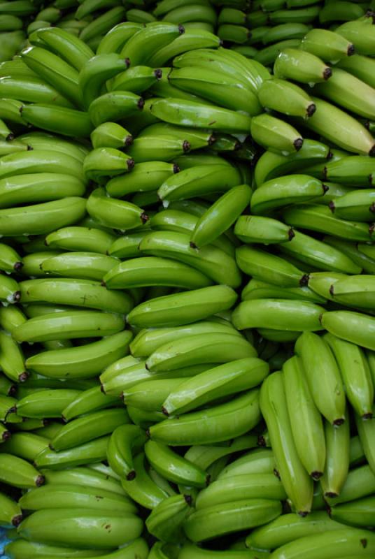 Platanos, Uraba, Antioquia, Colombia