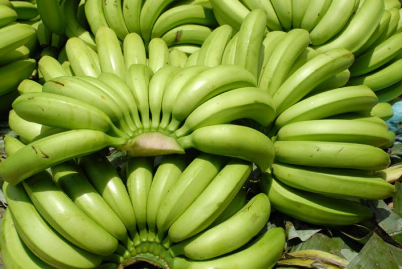 Platanos, Uraba, Antioquia, Colombia