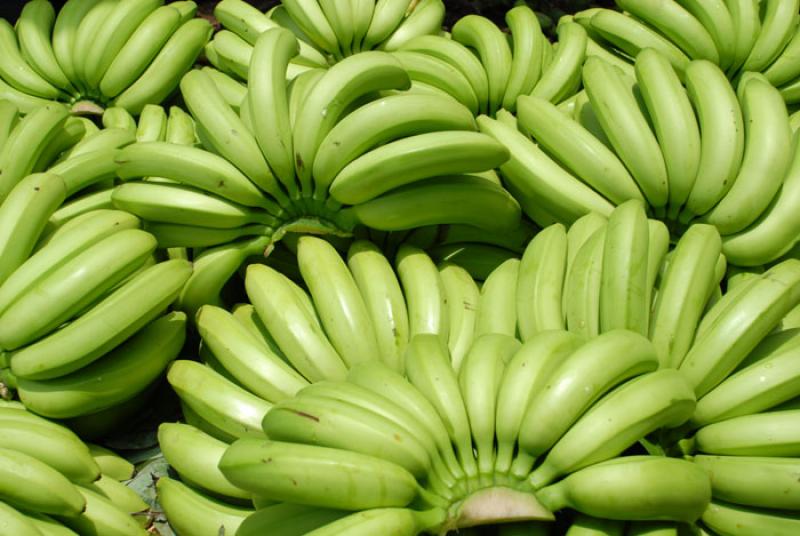 Platanos, Uraba, Antioquia, Colombia