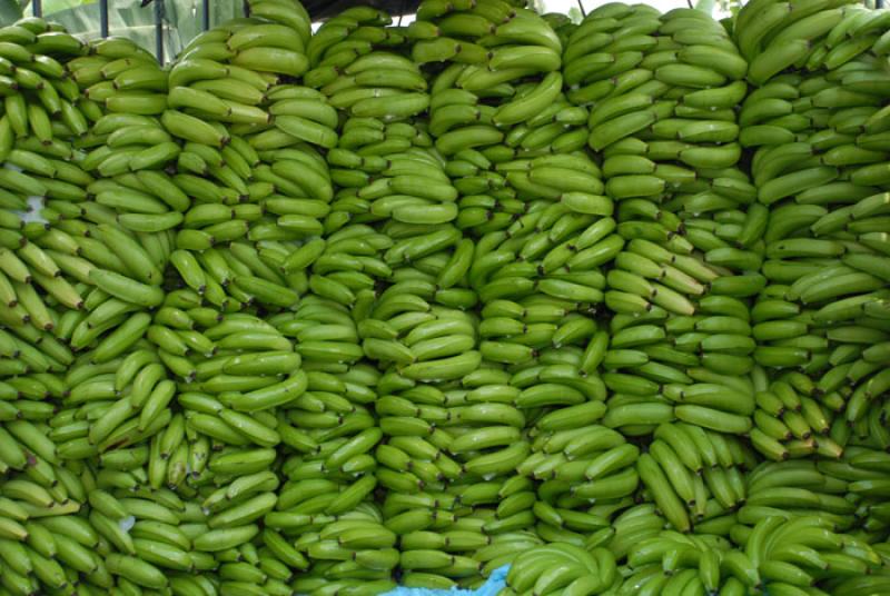 Platanos, Uraba, Antioquia, Colombia