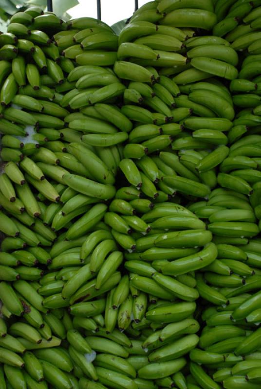 Platanos, Uraba, Antioquia, Colombia