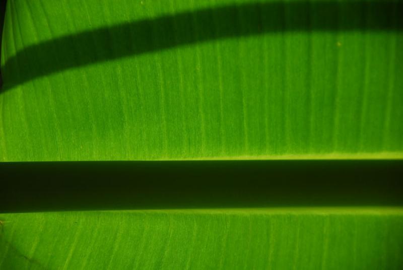 Hoja de Platano