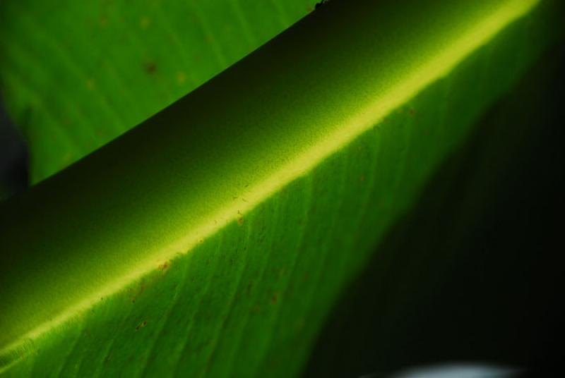 Hoja de Platano