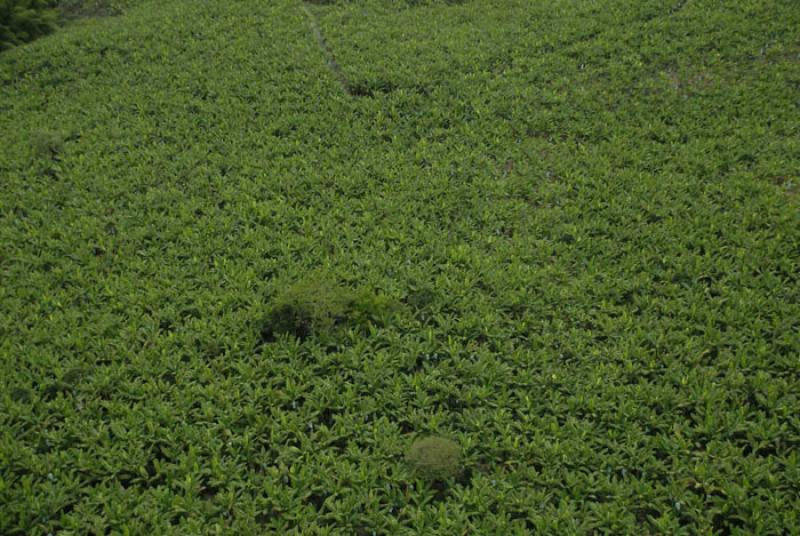 Platanera de Uraba, Antioquia, Colombia