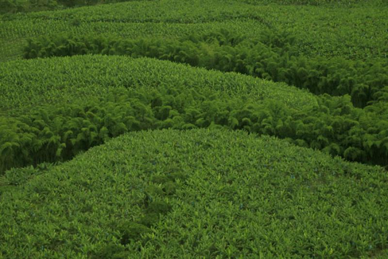 Platanera de Uraba, Antioquia, Colombia