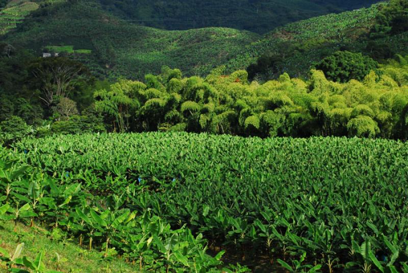 Platanera de Uraba, Antioquia, Colombia