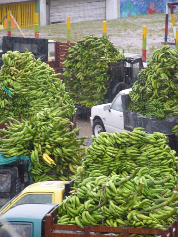 Carga de Platanos, Uraba, Antioquia, Colombia