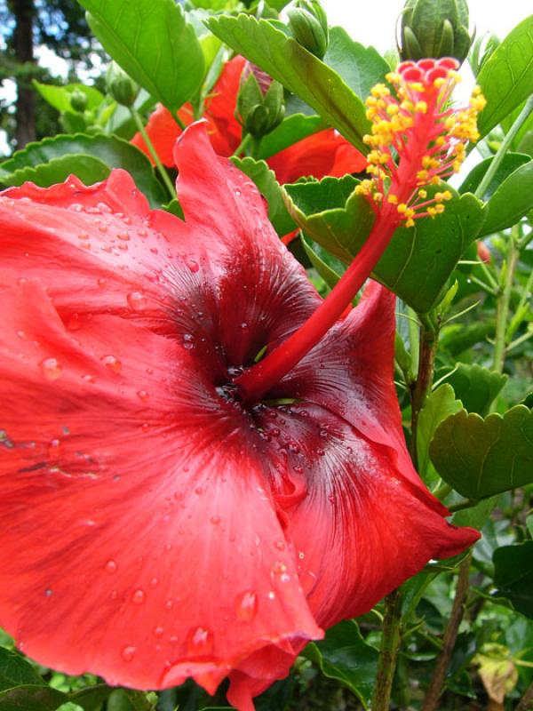 Hibiscus