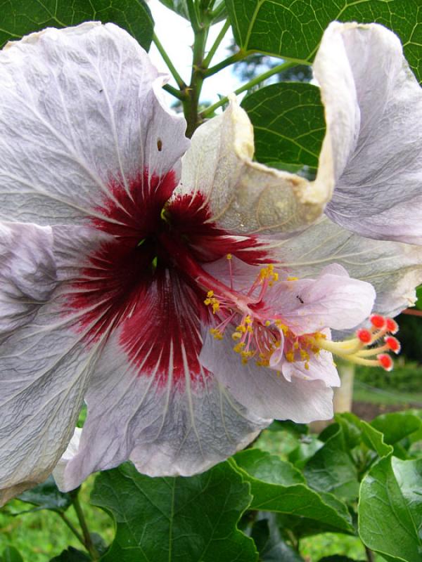 Hibiscus