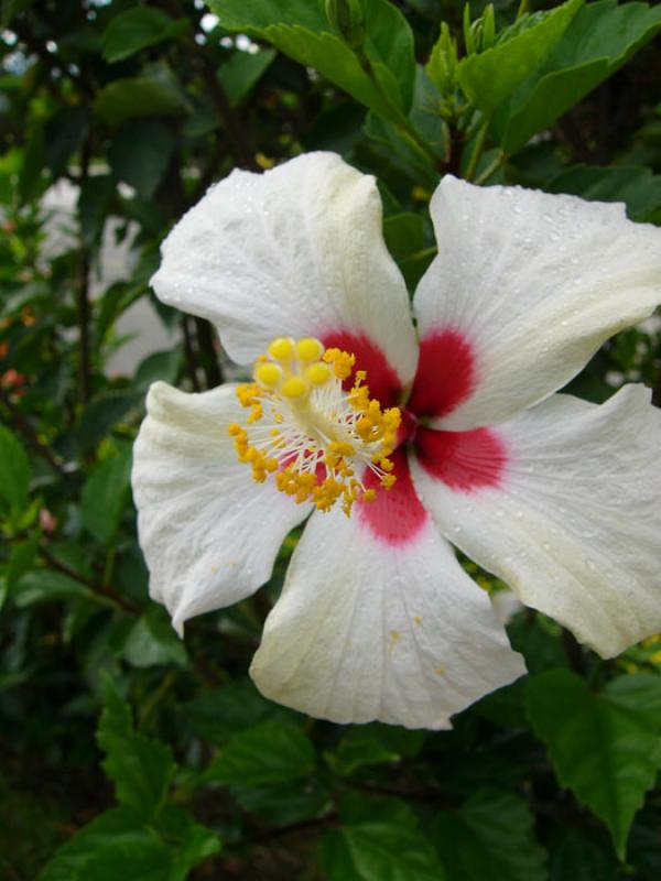 Hibiscus