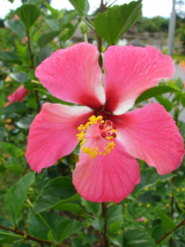 Hibiscus