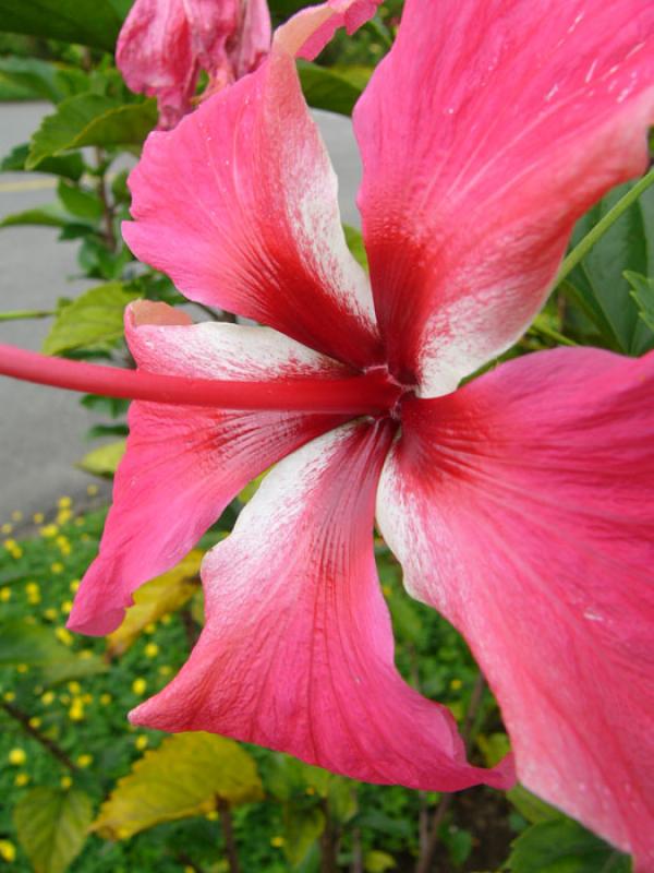 Hibiscus