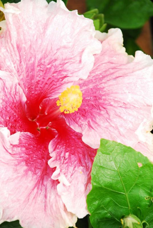 Hibiscus