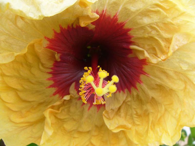 Hibiscus