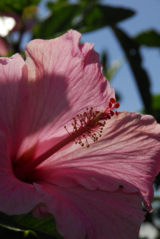 Hibiscus