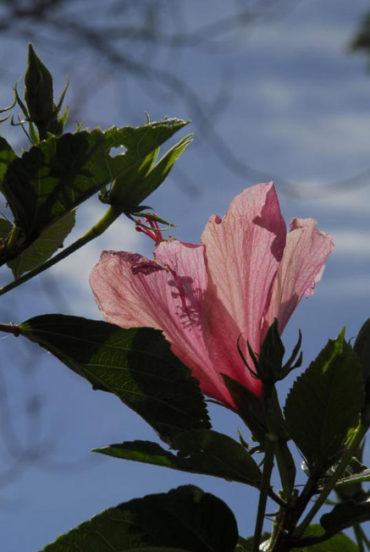 Hibiscus