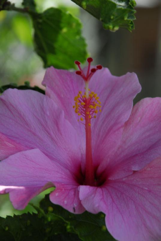 Hibiscus