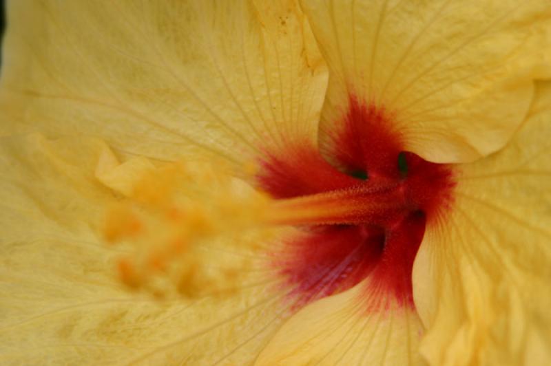 Hibiscus