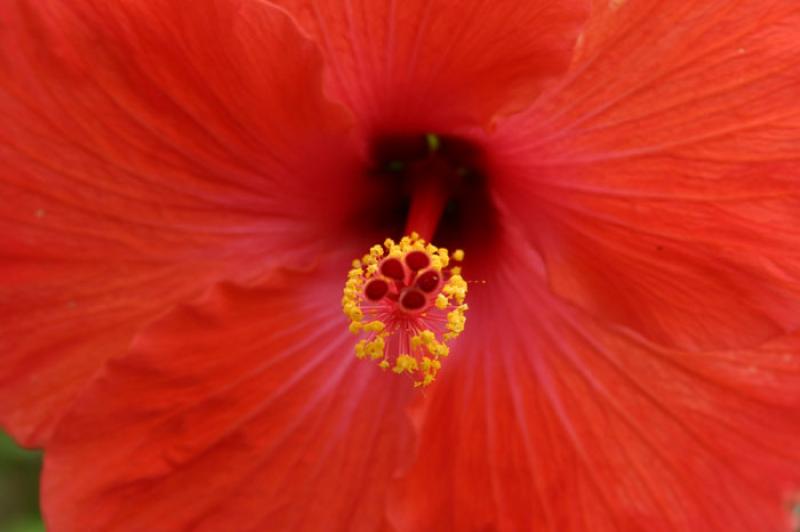 Hibiscus