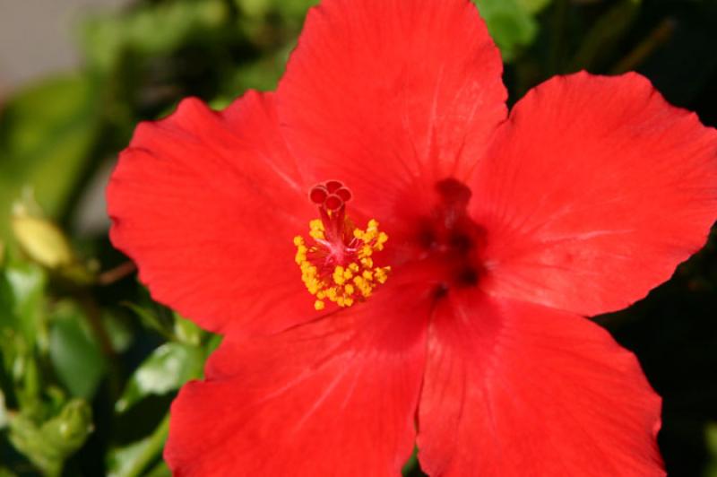 Hibiscus