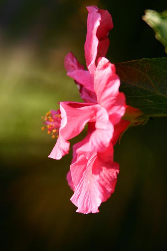 Hibiscus