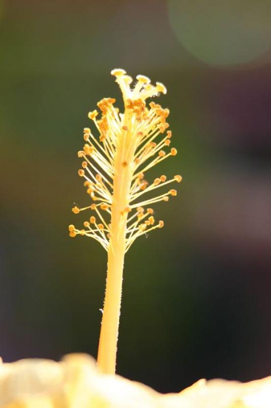 Anteras de un Hibiscus