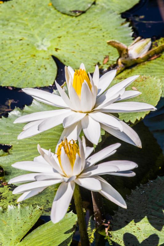 Flores de Loto