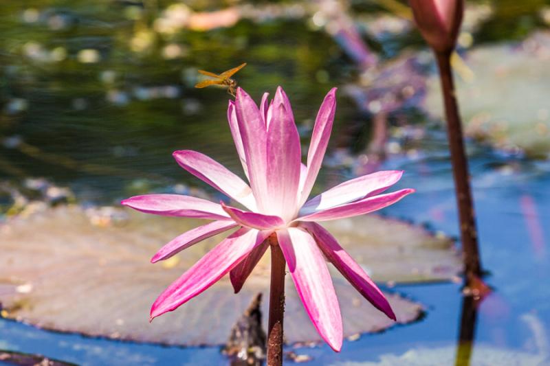 Flor de Loto