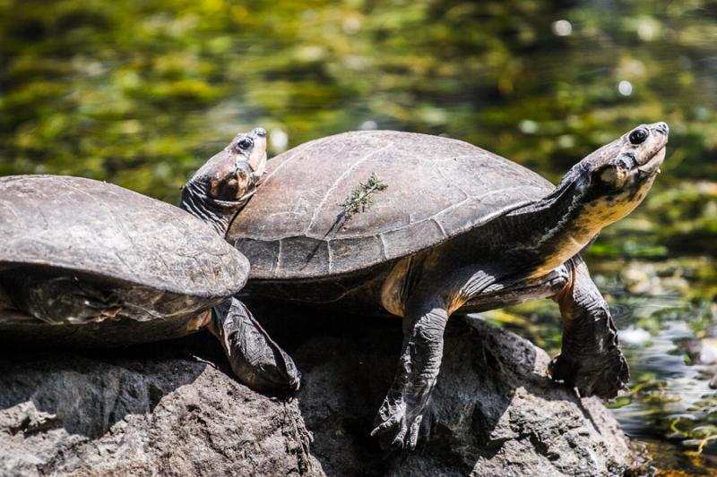 Tortugas de Rio