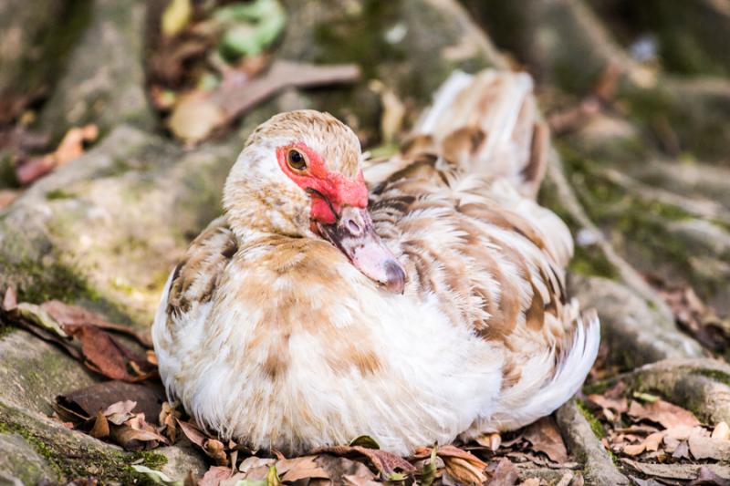 Pato Criollo