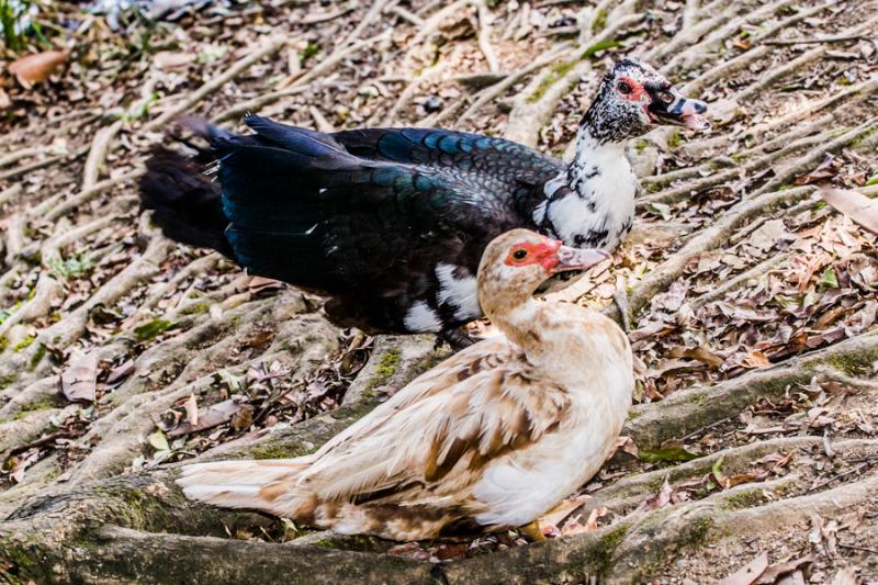 Patos Criollos