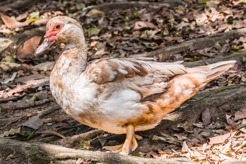 Pato Criollo