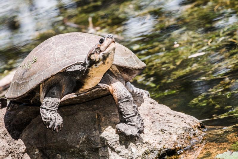 Tortugas de Rio