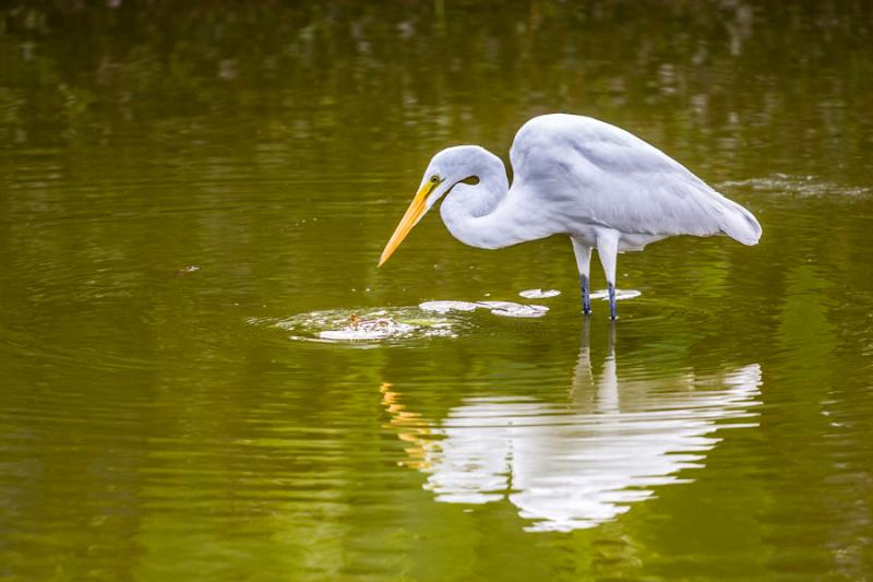 Garza Blanca