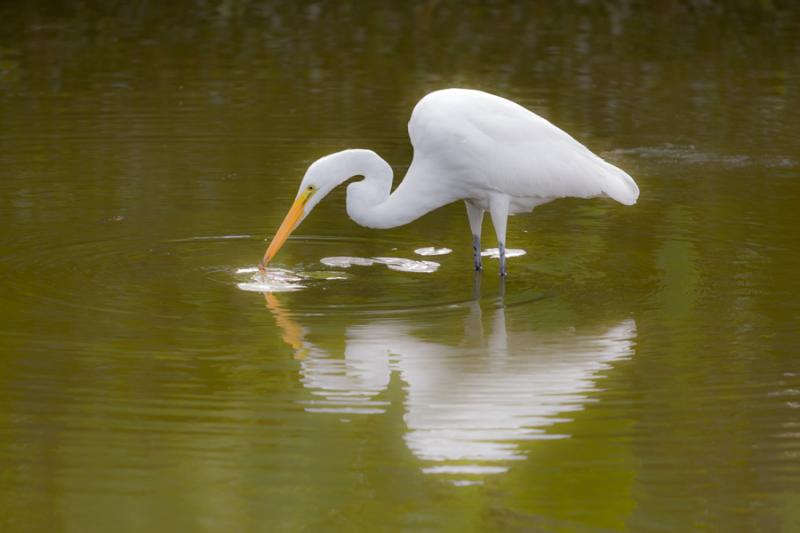 Garza Blanca